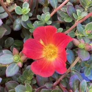 Portulaca (Purslane) 'Carrot 2024'