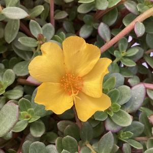 Portulaca (Purslane) 'Lemon Zest 2024'