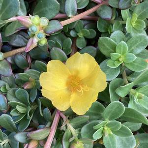 Portulaca (Purslane) 'Yellow Chrome 2024'