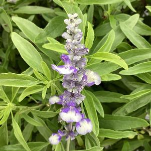 Salvia farinacea 'Blue Bicolor'