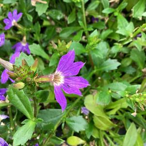 Scaevola 'Blue Bird'