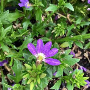 Scaevola 'Blue Jay'