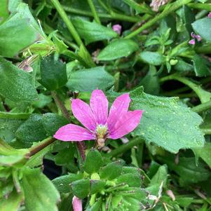 Scaevola 'Pink Bird'