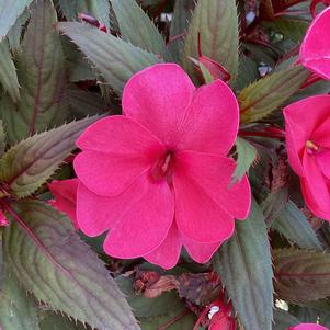 Impatiens - New Guinea 'Pink'