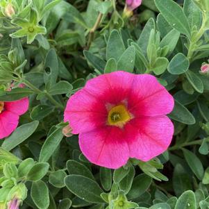 Calibrachoa 'Hot Pink'
