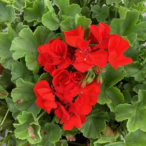Geranium - Interspecific 'Scarlet'