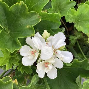 Geranium - Interspecific 'White'