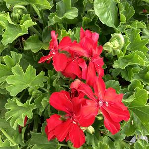 Geranium - Interspecific 'Dark Red'