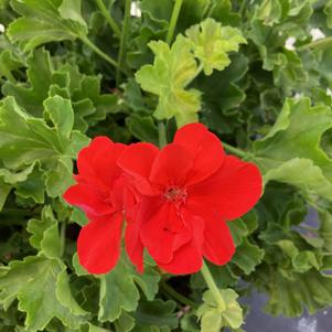 Geranium - Interspecific 'Fire'