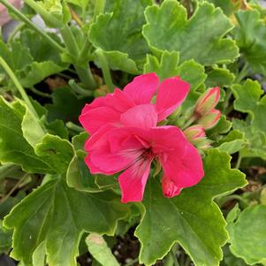 Geranium - Interspecific 'Pink'