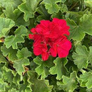 Geranium - Interspecific 'Purple'