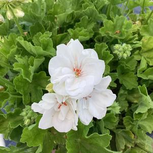 Geranium - Interspecific 'White'