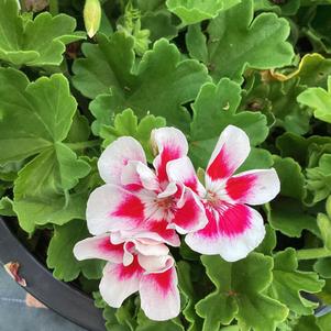 Geranium - Interspecific 'White Splash'