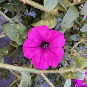 Petunia 'Electric Lilac'