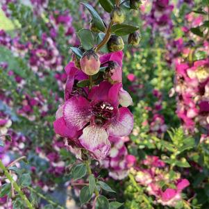 Angelonia 'Fuchsia Bicolor'