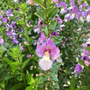Angelonia 'Blue Bicolor'