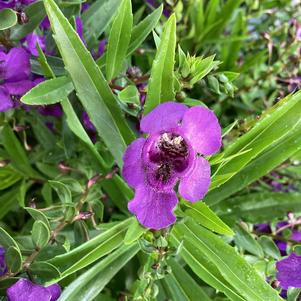 Angelonia 'Dark Purple'