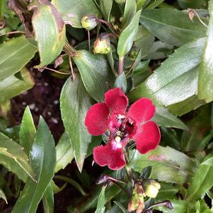 Angelonia 'Ruby Sangria'