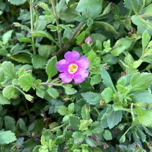Sutera (Bacopa) 'Plum'