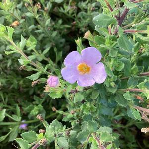 Sutera (Bacopa) 'Sky Blue'