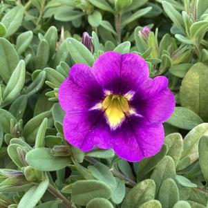 Calibrachoa 'Blue'