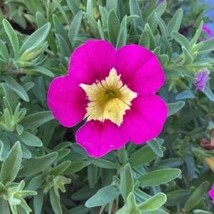 Calibrachoa 'Hot Pink'