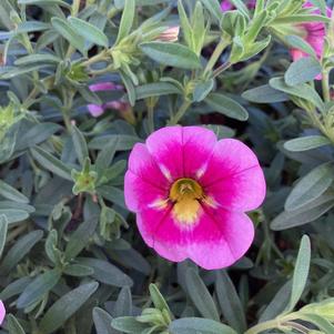 Calibrachoa 'Pink'