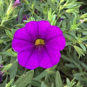 Calibrachoa 'Deep Blue'