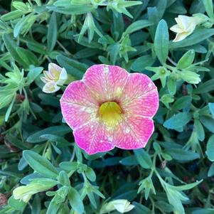 Calibrachoa 'Diva Apricot'