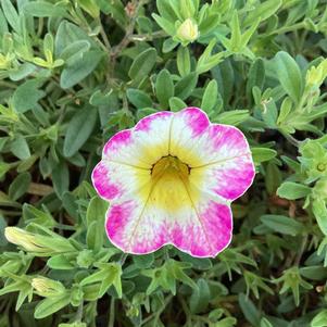 Calibrachoa 'Diva Hot Pink'