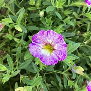 Calibrachoa 'Diva Lavender'