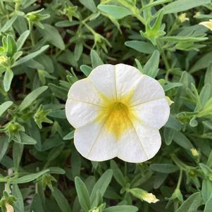 Calibrachoa 'Frosty Lemon'