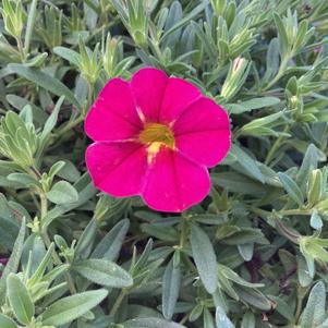 Calibrachoa 'Fuchsia'