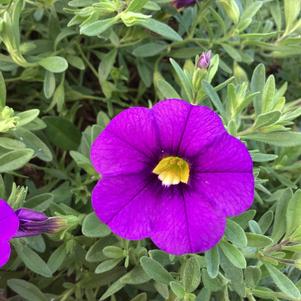 Calibrachoa 'Lavender'