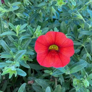 Calibrachoa 'Orange'