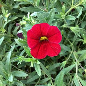 Calibrachoa 'Red'