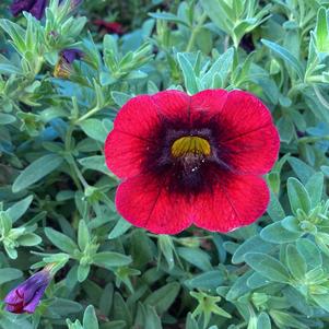 Calibrachoa 'Red Kiss'