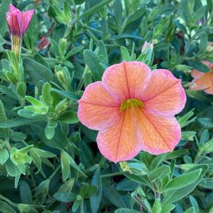 Calibrachoa 'Tangerine'