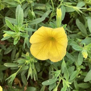 Calibrachoa 'Yellow'