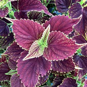 Coleus (Solenostemon) 'Coleosaurus IMP'