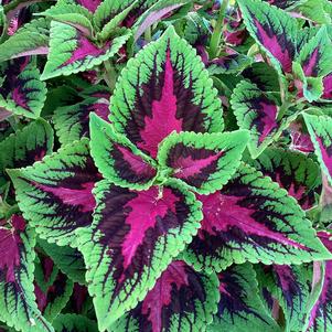 Coleus (Solenostemon) 'French Quarter IMP'