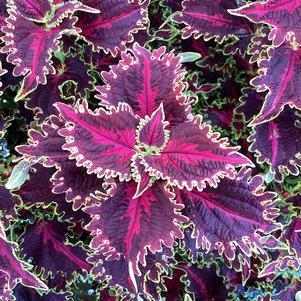 Coleus (Solenostemon) 'Solar Flare'
