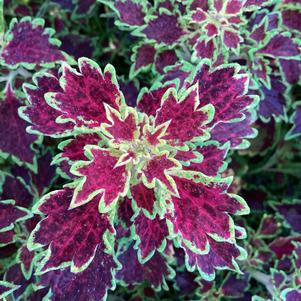 Coleus (Solenostemon) 'Glory Road'