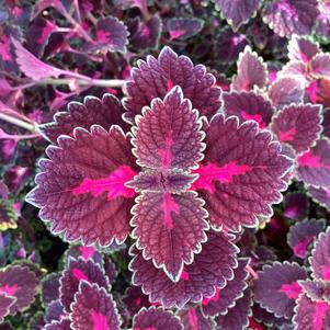 Coleus (Solenostemon) 'Road Trip'