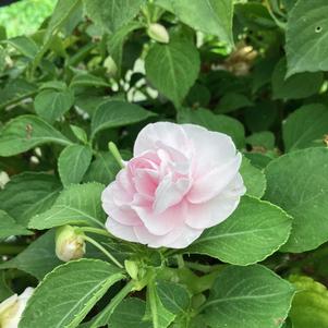 Impatiens walleriana 'Appleblossom'