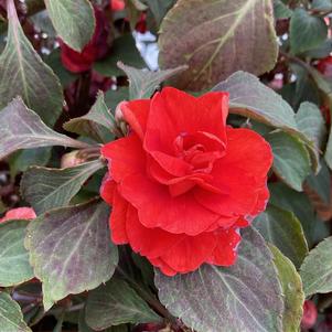 Impatiens walleriana 'Bright Red'