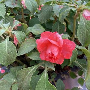 Impatiens walleriana 'Salmon'