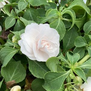 Impatiens walleriana 'White'