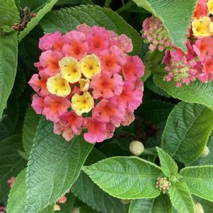 Lantana 'Mango'