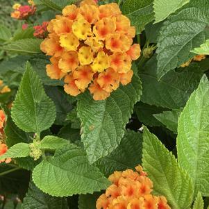 Lantana 'Orange'